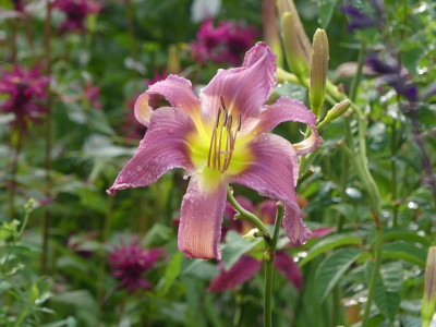 2021_0725JuliEndeGarten0014.JPG