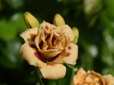 2021_0725JuliEndeGarten0040.JPG