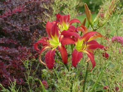 2021_0725JuliEndeGarten0079.JPG