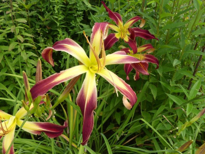 2021_0725JuliEndeGarten0259.JPG