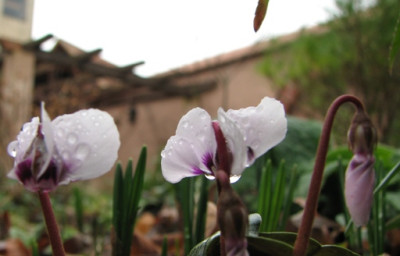 Cycl._mirabile_x_repandum_28.01.08_7382.JPG