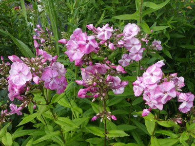 2021_0725JuliEndeGarten0015.JPG