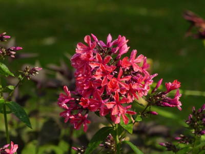 2021_0725JuliEndeGarten0037.JPG