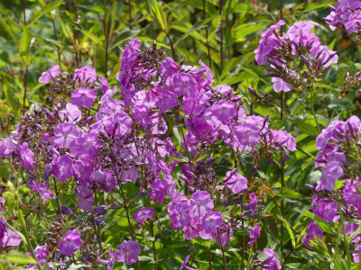 2021_0725JuliEndeGarten0243.JPG