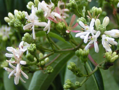 Hepta_Flores.jpg