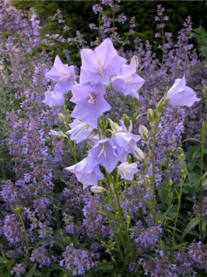 Glockenblumen3.jpg
