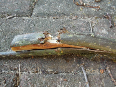 Walnuss_Bruchstelle_Seite.JPG