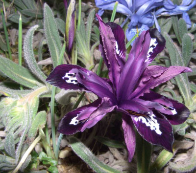 Iris_histr._08.JPG