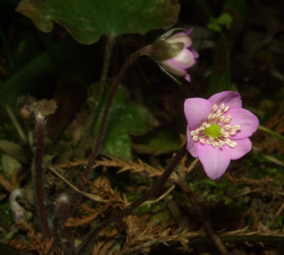 Hepatica_08.JPG