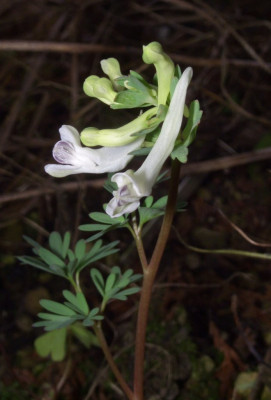 Corydalis_08.JPG