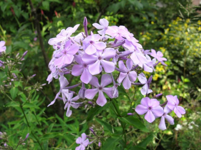 Blue Ridge Giant 03.JPG