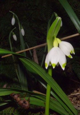 Leucojum_vernum_08.JPG