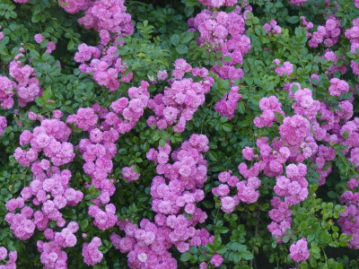 Multiflora 2.JPG