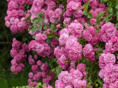 Falsche Multiflora G..JPG