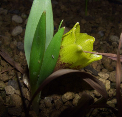 Fritillaria_michailovskyi.JPG