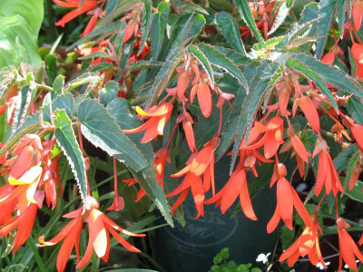 IMG_2067b.jpgBegonia_boliv..jpg