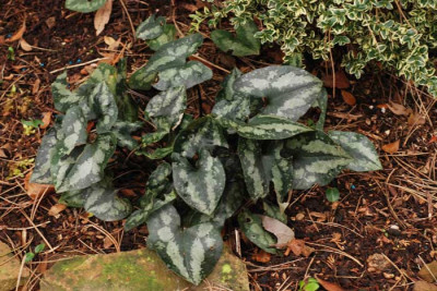 Asarum-splendens-Jan2808.jpg