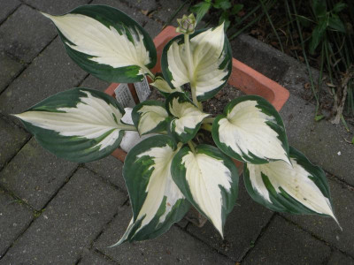 2021-07-20-0041381.JPG
