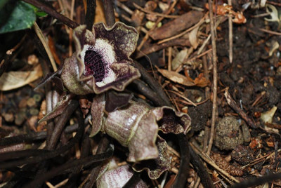 Asarum-splendens-Bluete.jpg