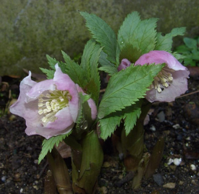 Helleborus_BoGaBo.JPG