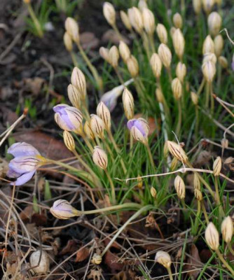 Crocus_tommasinianus-432-klein.jpg