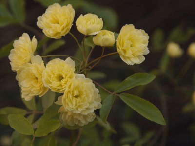 Rosa_banksiana.jpg