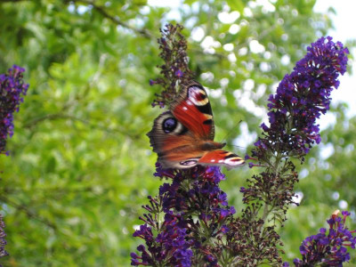 Buddleja 'Black Knight'  2005-07-31 01.JPG