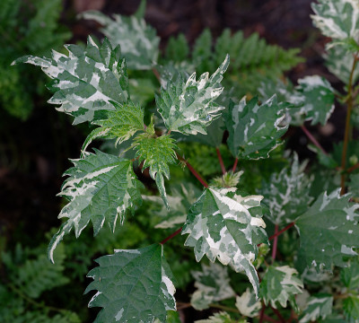 DSC_2521_DxO.jpg