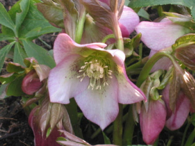 Rosa_spot_Friedrich_Jan_08.jpg