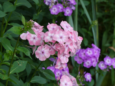 2021-07-27 Phlox 1.jpg