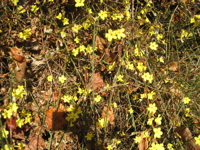 Winterjasmin__J.jpg