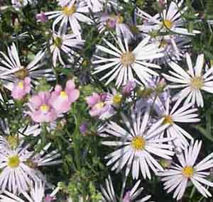 Aster_pyreanaeus_Lutea.jpg