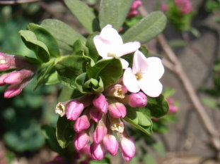 Daphne-blayana_____-Seidelbast-.JPG