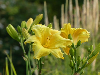 2021_0727JuliEndeGartenHems0042.JPG