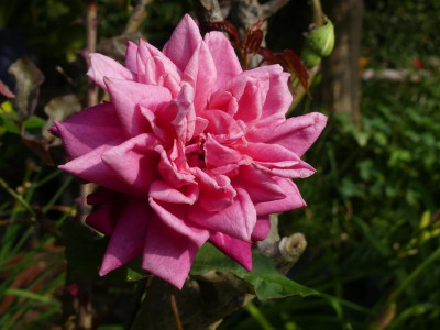 2021_0725JuliEndeGarten0019.JPG