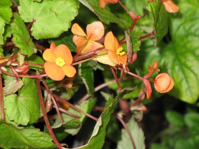 IMG_1538c.jpgBegonia.jpg