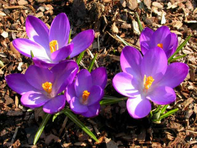 Crocus_Ruby_Giant__2006.jpg