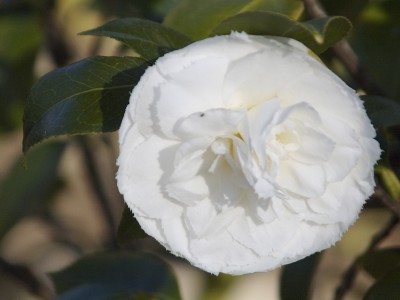 doppelblute_fimbriata_307.jpg