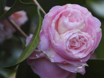 doppelblute_rosa_307.jpg