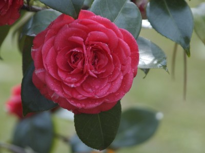 doppelblute_rot_307.jpg
