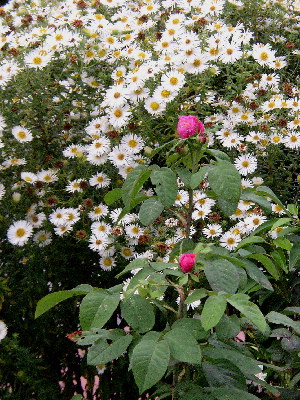 Asterrose44.jpg