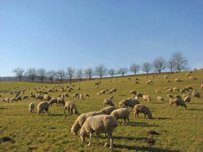 BAUMREIHE_XXX_WOLL.jpg