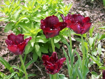 Tulpe_Black_Parrot_2_001.jpg