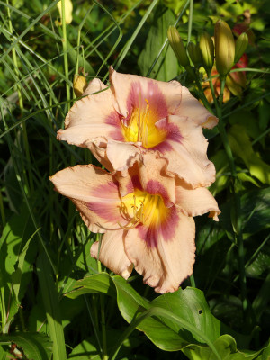 2021-07-18 Hemerocallis 2.jpg