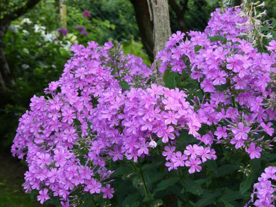 2021-07-25 Phlox 'Christine' 1.jpg