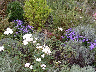 Aster45.jpg