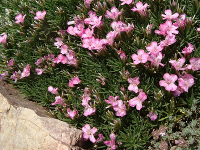 Acantholimon trojae18.jpg