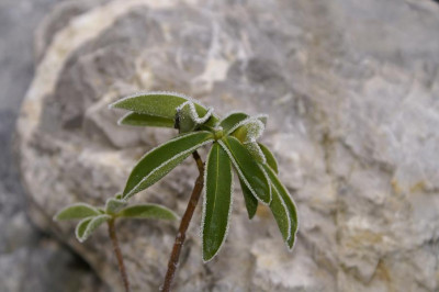D._pontica_im_Winter.JPG