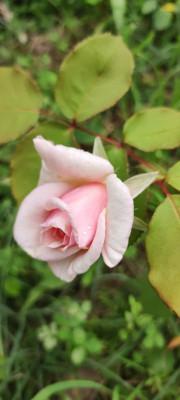 IMG_20210730_180547.jpg