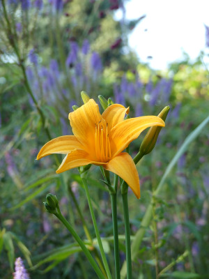 2021-07-30 Hemerocallis 'Berleyer Septembersonne` 2.jpg
